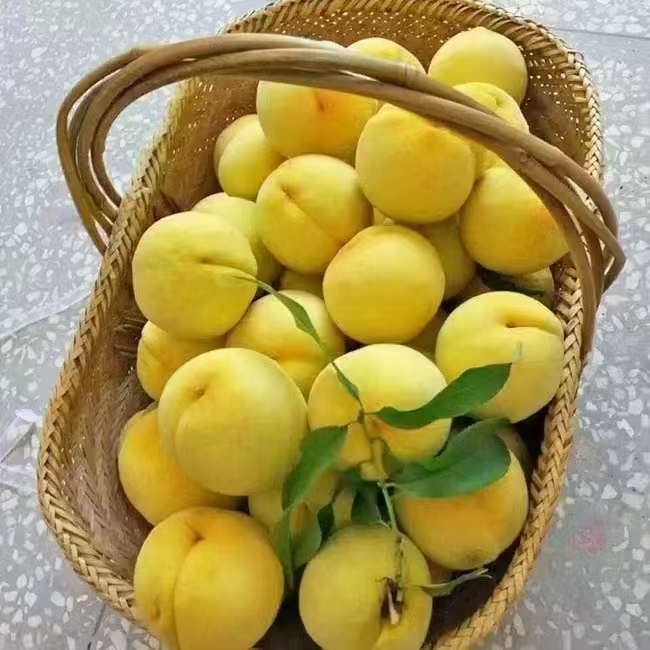 黄桃