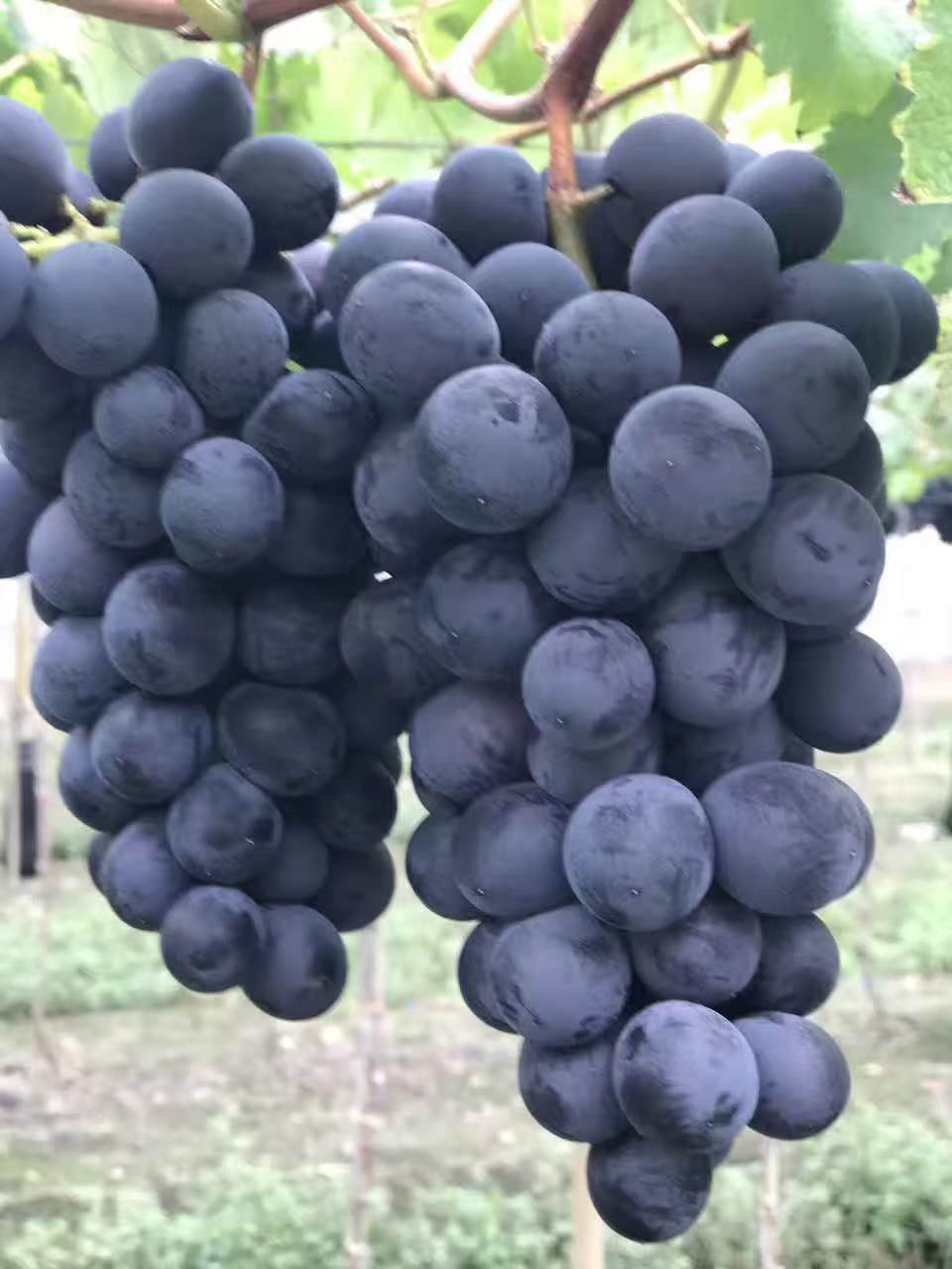 户太葡萄