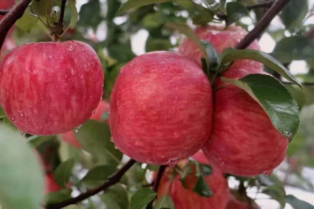 秦脆苹果
